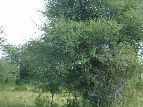Tembo Tarangire Lodge & Camp image 11