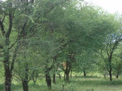Tembo Tarangire Lodge & Camp image 12