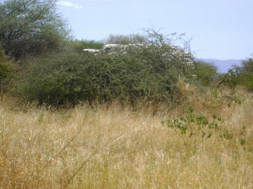 Tembo Tarangire Lodge & Camp image 23