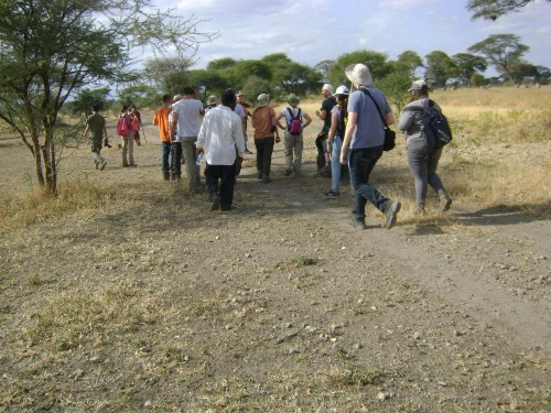 Tembo Tarangire Lodge & Camp image 30